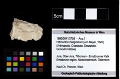 Foto (Objekt + Etiketten) von Pithonoton marginatum (von Meyer, 1842) 